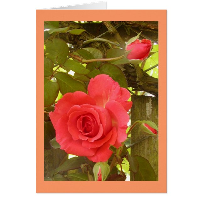 Couleur rose de pêche de vigne (Devant)