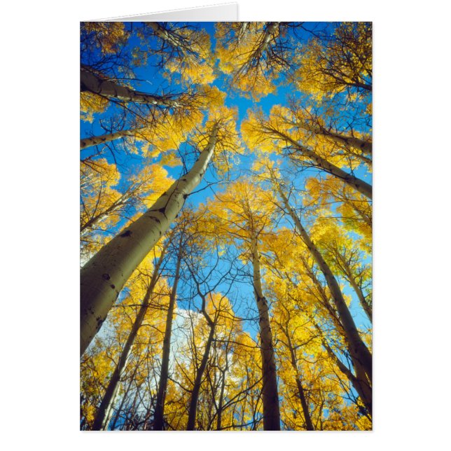 Couleurs d'automne des arbres d'Aspen 2 (Devant)
