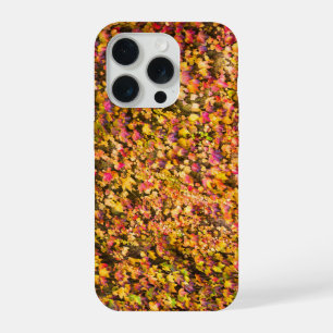 Couleurs d'automne dorées sur un mur de lierre