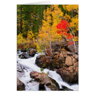 Couleurs d'automne le long de Bishop Creek, CA