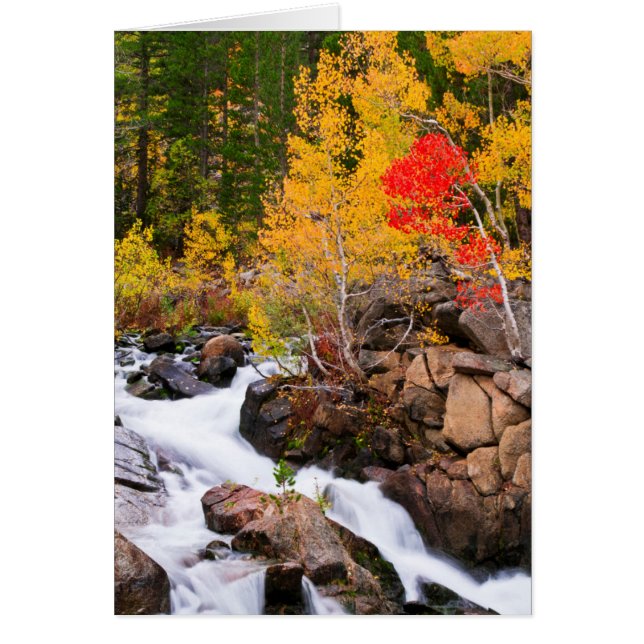 Couleurs d'automne le long de Bishop Creek, CA (Devant)
