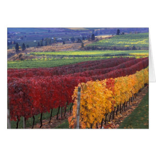 Couleurs d'automne rouges et jaunes intenses sur G