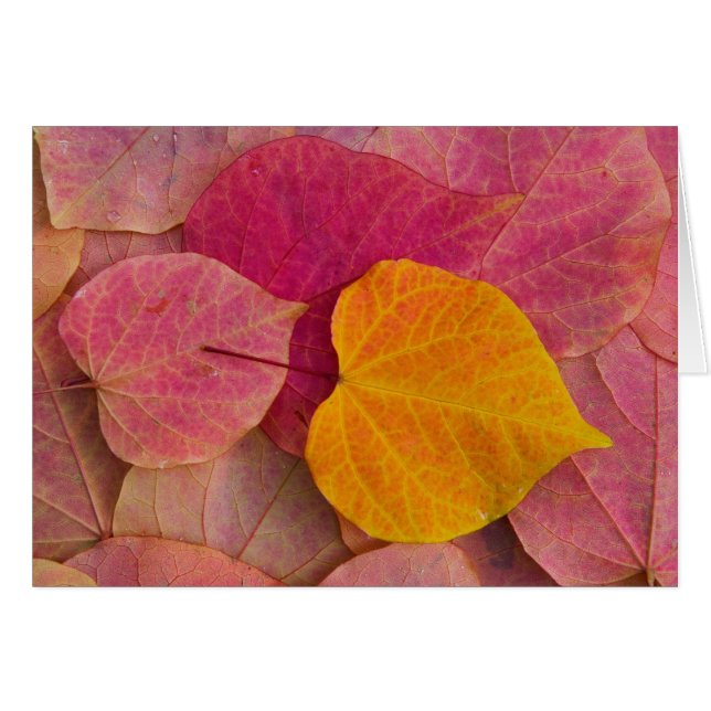 Couleurs d'automne sur feuilles tombées de Forest  (Devant horizontal)