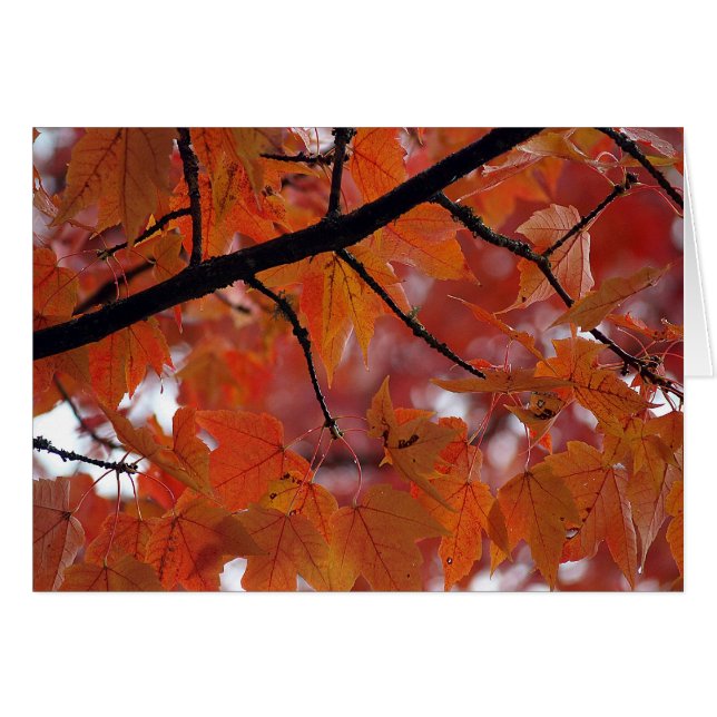 COULEURS DE CHUTE (Devant horizontal)