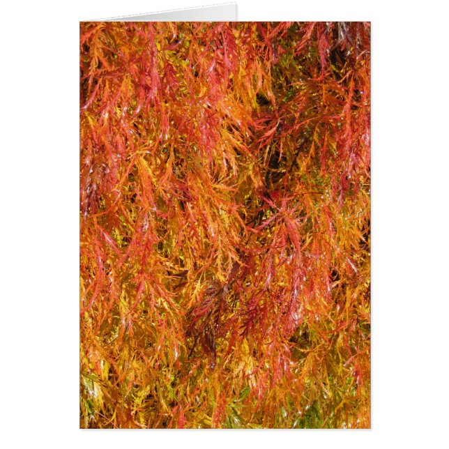 Couleurs de chute (Devant)