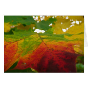 Couleurs de la feuille d'érable Automne Photograph