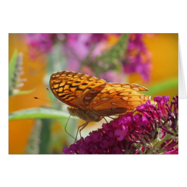 Couleurs Fritillaires - Papillon (Devant horizontal)