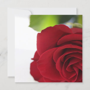 Couleurs vives Rouge Rose Votre carte texte plat