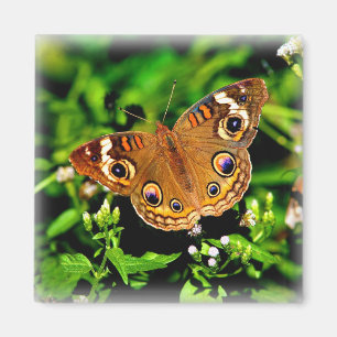 Couleurs vraies - aimant de papillon de maronnier