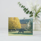 Country Horse - carte postale (Debout devant)