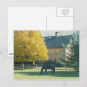 Country Horse - carte postale (Devant / Derrière)