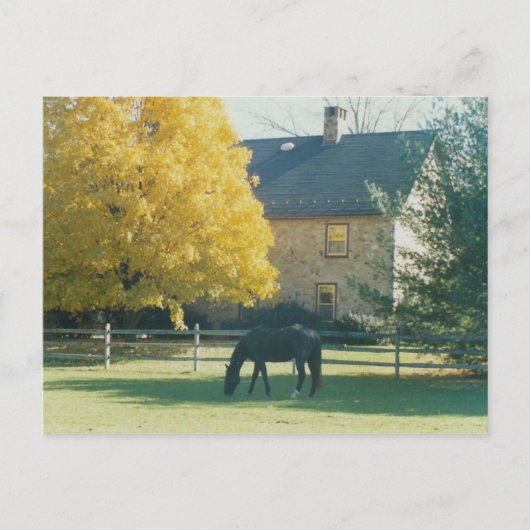 Country Horse - carte postale (Devant)