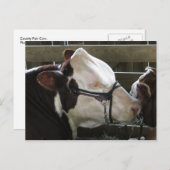 County Fair Koe Briefkaart (Voorkant / Achterkant)