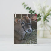 County Fair Koe Briefkaart (Staand voorkant)