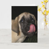 Coupable Mastiff Puppy Carte d'anniversaire (Fleur jaune)