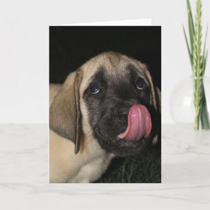 Coupable Mastiff Puppy Carte d'anniversaire