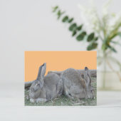 Coupe De Bonnets Mignonnes. Carte postale do-it-yo (Debout devant)