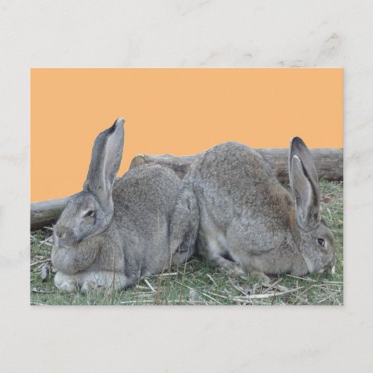Coupe De Bonnets Mignonnes. Carte postale do-it-yo (Devant)