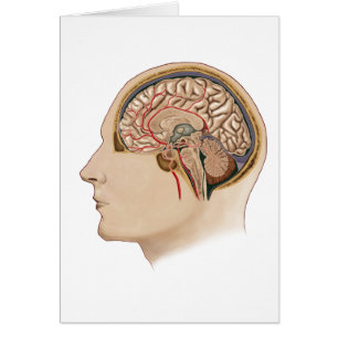 Coupe De Cerveau Avec Artères