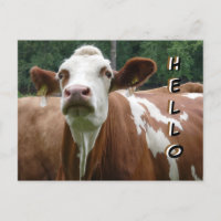 Coupe De Vache Mignonne. Bonjour carte postale