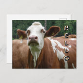 Coupe De Vache Mignonne. Bonjour carte postale (Devant / Derrière)