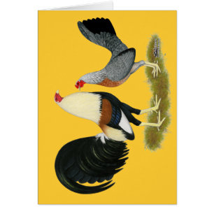 Couple de coqs de combat gris