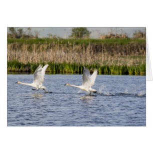 Couple de cygnes de la toundra en décollage pour