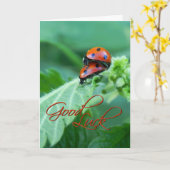 Couple de Ladybug - Carte de chance (Fleur jaune)