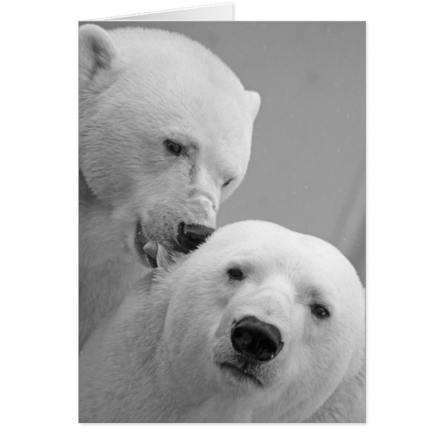 Couple d'ours polaires (Devant)