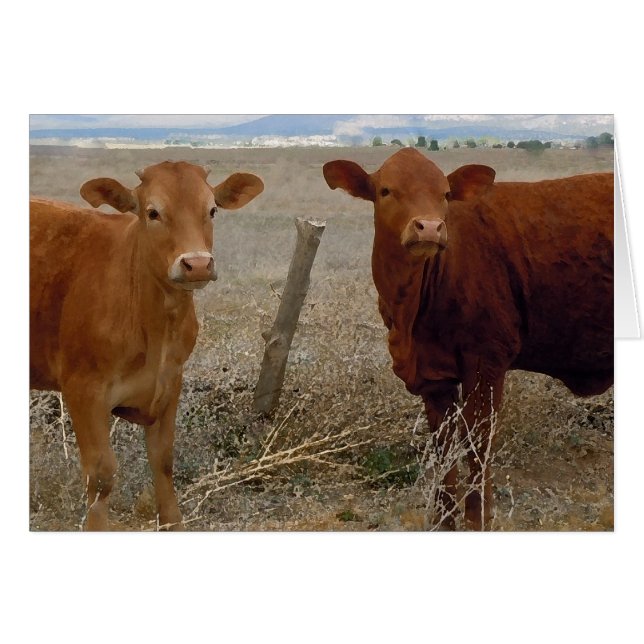 Couple jeune mou - Vaches rouges Cornes de Heifer  (Devant horizontal)