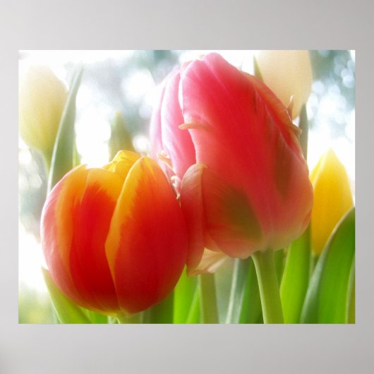 couple tulipes imprimer et poster (Devant)