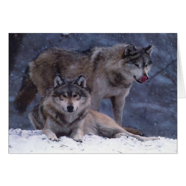 Couples (Devant horizontal)