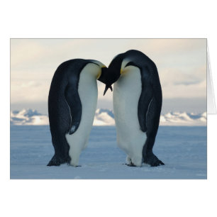 Courage de l'empereur Penguin