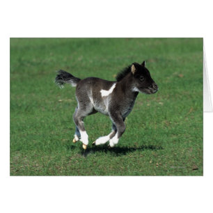 Courant de poulain miniature