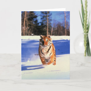 Courir le tigre dans la couleur de la neige carte