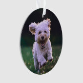 Courir un chien blanc de caniche mignon chien (devant)