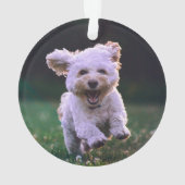 Courir un chien blanc de caniche mignon chien (dos)