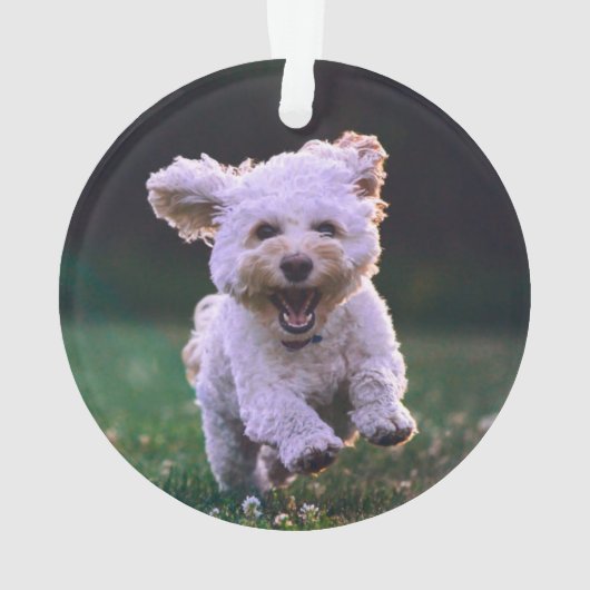 Courir un chien blanc de caniche mignon chien (dos)