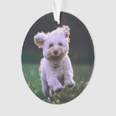 Courir un chien blanc de caniche mignon chien (devant)