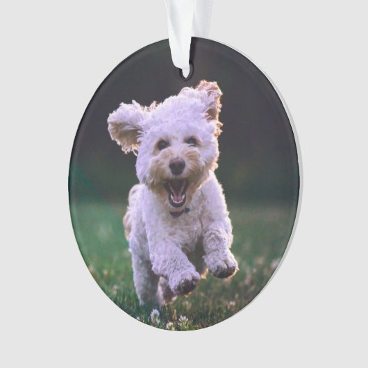 Courir un chien blanc de caniche mignon chien (devant)