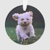 Courir un chien blanc de caniche mignon chien (devant)