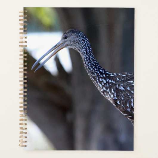Courlan huppé, l'oiseau qui pleure (Devant)