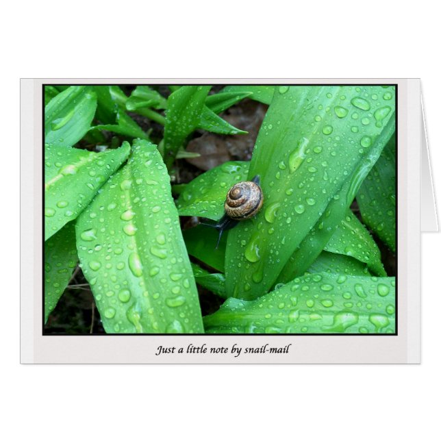 courrier d'escargot (Devant horizontal)