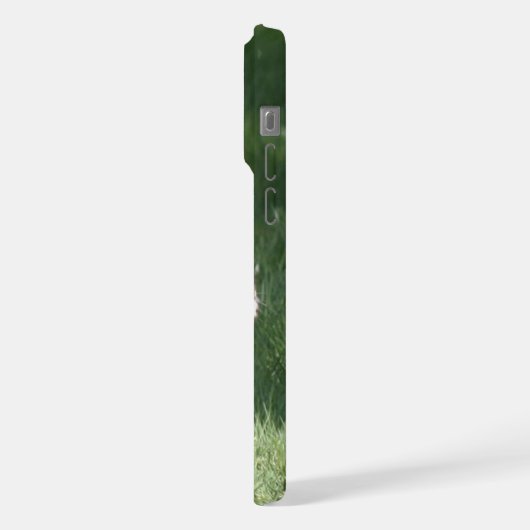 Course de Bulldog français (Côté gauche)