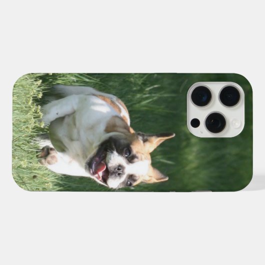 Course de Bulldog français (Verso Horizontal)