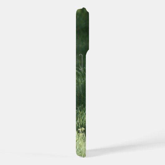 Course de Bulldog français (Côté droit)