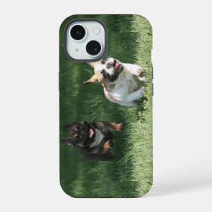 Course de French Bulldog
