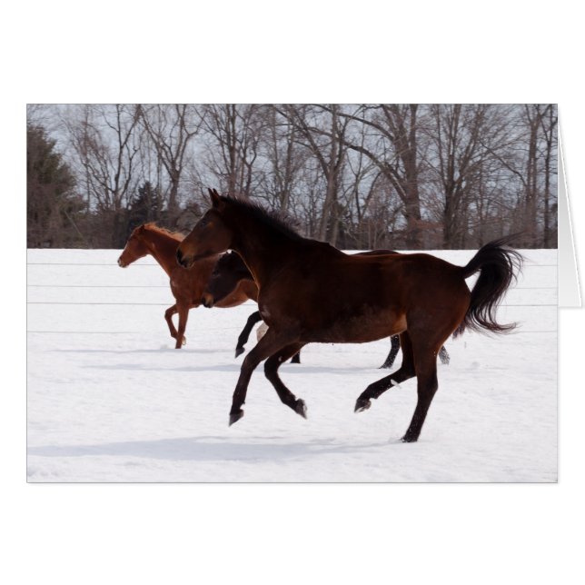 Course de neige de zen de B (Devant horizontal)