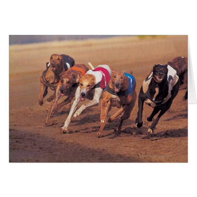 Course Greyhounds sur piste (Devant horizontal)