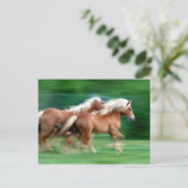 Course Palomino Horses Carte postale (Debout devant)